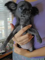 AKC Midnight, a female Chihuahua for sale in Corpus Christi, TX – 5 of 10
