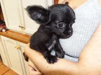 AKC Midnight, a female Chihuahua for sale in Corpus Christi, TX – 8 of 10