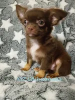 AKC Coco Puff, a male Chihuahua for sale in Corpus Christi, TX – 3 of 4