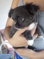 AKC Blossom, a female Chihuahua for sale in Corpus Christi, TX – 4 of 8