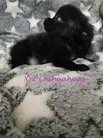 AKC Midnight, a female Chihuahua for sale in Corpus Christi, TX – 3 of 6