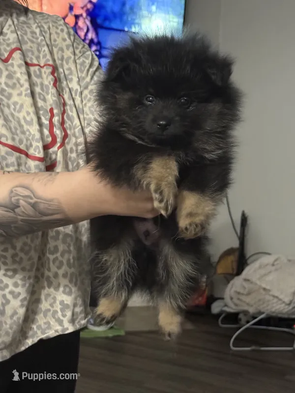 Teddy Bear  – Pomeranian puppy for sale in Fort Worth, TX