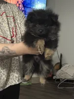 Teddy Bear , a male Pomeranian for sale in Fort Worth, TX – 1 of 1