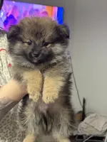 Tank , a male Pomeranian for sale in Fort Worth, TX – 2 of 2