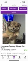 Jagger , a male Pomeranian for sale in Fort Worth, TX – 1 of 1