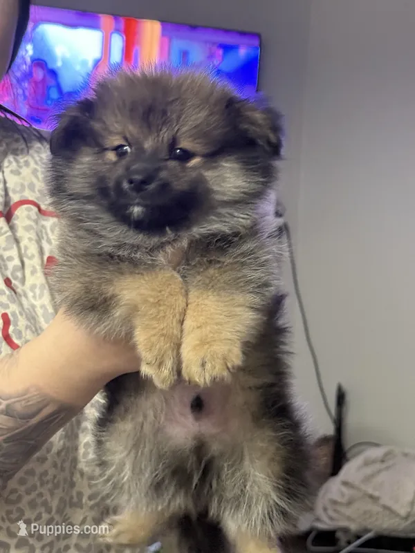 Tank  – Pomeranian puppy for sale in Fort Worth, TX