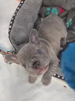 Big Boy, a male French Bulldog for sale in Sarasota, FL – 2 of 3