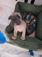Peanut, a male French Bulldog for sale in Sarasota, FL – 2 of 6