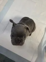 Jr, a male French Bulldog for sale in Sarasota, FL – 5 of 6