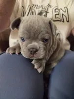 Big Boy, a male French Bulldog for sale in Sarasota, FL – 3 of 3