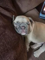 Peanut, a male French Bulldog for sale in Sarasota, FL – 4 of 6