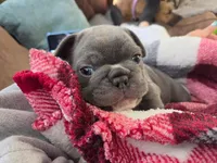 Jr, a male French Bulldog for sale in Sarasota, FL – 4 of 6