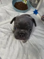 Jr, a male French Bulldog for sale in Sarasota, FL – 3 of 6