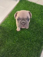 Peanut, a male French Bulldog for sale in Sarasota, FL – 5 of 6