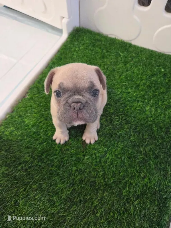 Peanut – French Bulldog puppy for sale in Sarasota, FL