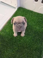 Peanut, a male French Bulldog for sale in Sarasota, FL – 1 of 6