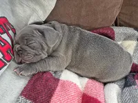 Jr, a male French Bulldog for sale in Sarasota, FL – 2 of 6