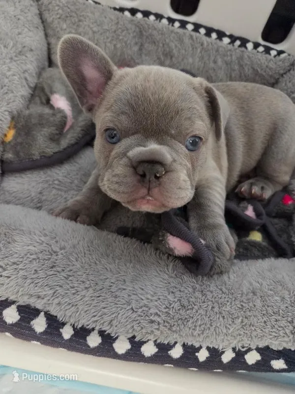 Big Boy – French Bulldog puppy for sale in Sarasota, FL