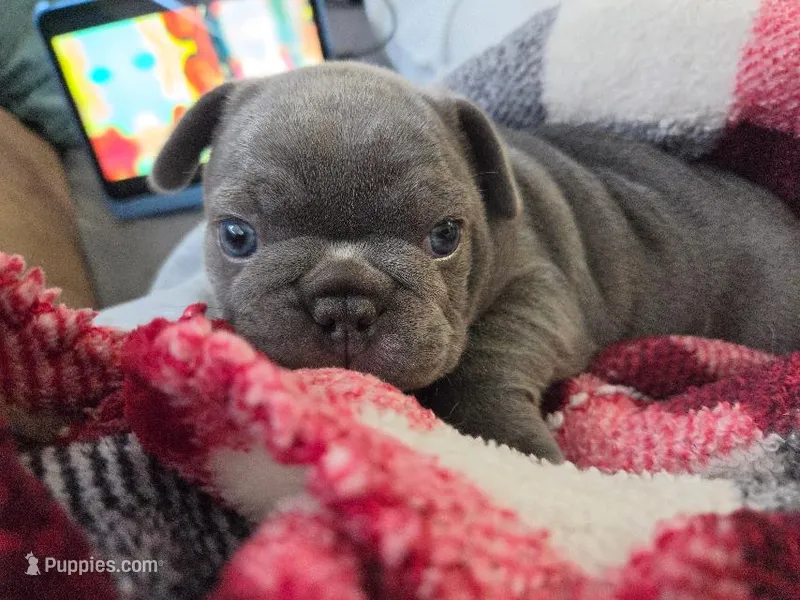 Jr – French Bulldog puppy for sale in Sarasota, FL