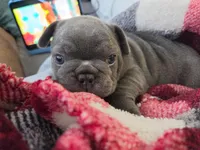 Jr, a male French Bulldog for sale in Sarasota, FL – 1 of 6
