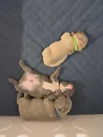 Peanut, a male French Bulldog for sale in Sarasota, FL – 6 of 6