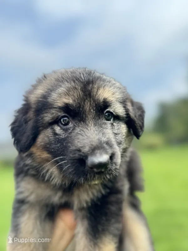 Lisa – German Shepherd Dog puppy for sale in Spencerport, NY