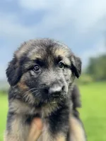 Lisa, a female German Shepherd Dog for sale in Spencerport, NY – 1 of 10