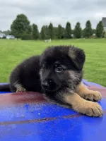 Max, a male German Shepherd Dog for sale in Spencerport, NY – 9 of 10