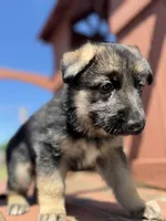 Linda, a female German Shepherd Dog for sale in Spencerport, NY – 3 of 10