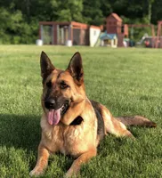 Linda, a female German Shepherd Dog for sale in Spencerport, NY – 5 of 10