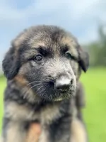 Lisa, a female German Shepherd Dog for sale in Spencerport, NY – 3 of 10