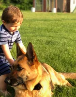Jessie , a female German Shepherd Dog for sale in Spencerport, NY – 4 of 6