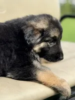 Lisa, a female German Shepherd Dog for sale in Spencerport, NY – 9 of 10