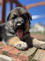 Linda, a female German Shepherd Dog for sale in Spencerport, NY – 7 of 10