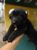 Linda, a female German Shepherd Dog for sale in Spencerport, NY – 8 of 10