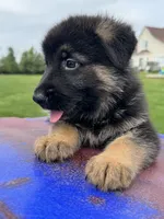 Max, a male German Shepherd Dog for sale in Spencerport, NY – 10 of 10