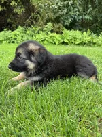 Lisa, a female German Shepherd Dog for sale in Spencerport, NY – 10 of 10