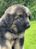 Lisa, a female German Shepherd Dog for sale in Spencerport, NY – 4 of 10
