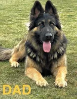 Linda, a female German Shepherd Dog for sale in Spencerport, NY – 4 of 10