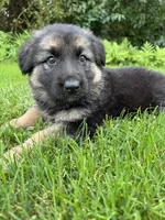 Lisa, a female German Shepherd Dog for sale in Spencerport, NY – 2 of 10