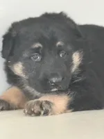 Luna, a female German Shepherd Dog for sale in Spencerport, NY – Photo 4 of 8