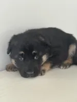 Luna, a female German Shepherd Dog for sale in Spencerport, NY – Photo 2 of 8