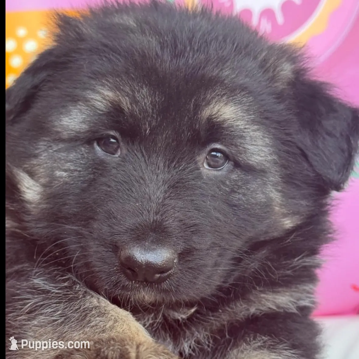 Luna – German Shepherd Dog puppy for sale in Spencerport, NY