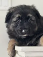 Luna, a female German Shepherd Dog for sale in Spencerport, NY – Photo 8 of 10