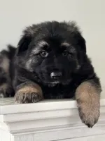 Luna, a female German Shepherd Dog for sale in Spencerport, NY – Photo 6 of 10