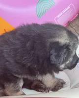 Luna, a female German Shepherd Dog for sale in Spencerport, NY – Photo 2 of 10