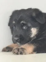 Luna, a female German Shepherd Dog for sale in Spencerport, NY – Photo 6 of 8