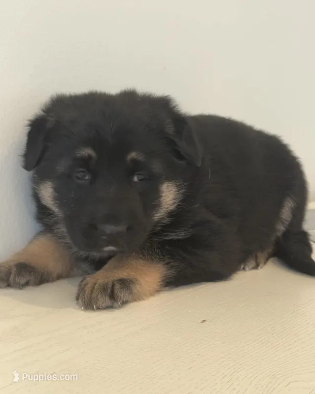 Luna – German Shepherd Dog puppy for sale in Spencerport, NY