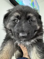 Luna, a female German Shepherd Dog for sale in Spencerport, NY – Photo 10 of 10