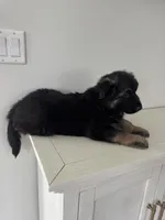 Luna, a female German Shepherd Dog for sale in Spencerport, NY – Photo 7 of 10